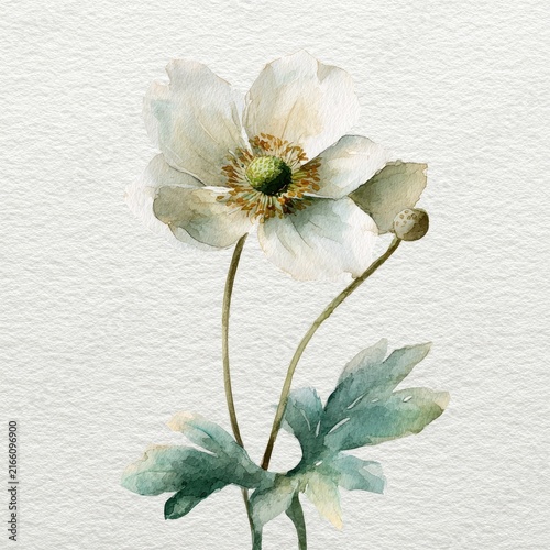 Watercolor of a single, delicate, light-cream colored anemone flower with muted green leaves