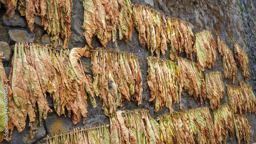 Foto Dried tobacco leaves hanging on a stone wall during a traditional air-curing process in Java, Indonesia
