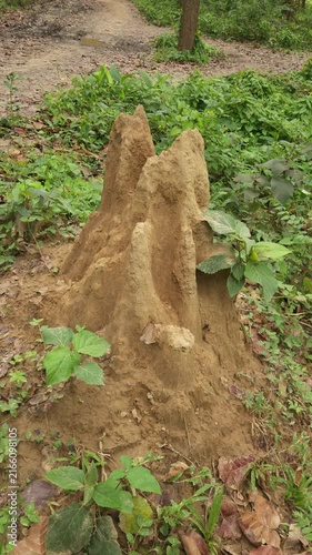 Large Termite Mound in Green Forest, Natural Earthen Insect Nest Surrounded by Vegetation, Tropical Woodland Ecosystem, Wildlife Habitat, Nature, Ecology and Biodiversity