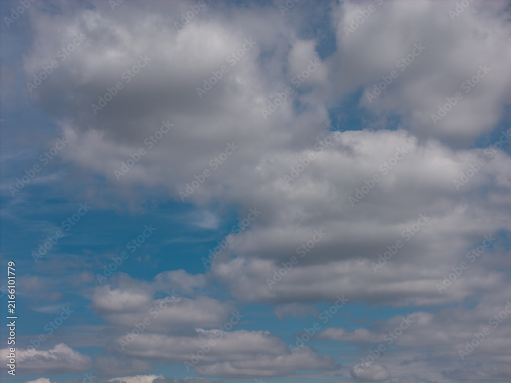 Obraz premium Dense green tree canopy across suburban White Plains in Westchester County, New York