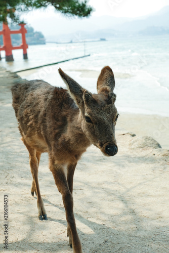 Fotografía 宮島・厳島神社周辺でくつろぐ可愛い鹿のクローズアップ