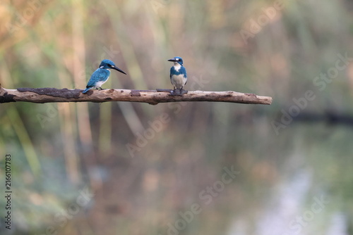 Принти на полотні The cerulean kingfisher (Alcedo coerulescens) is a kingfisher in the subfamily Alcedininae which is native to parts of Indonesia