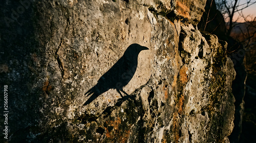 Black Bird Perched on a Tree Branch in Nature, Wildlife Photography of a Crow with Dark Feathers and Detailed Beak in a Peaceful Garden Setting