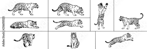 Tiger set with various poses featuring walking, running, sitting with crouching and playful actions