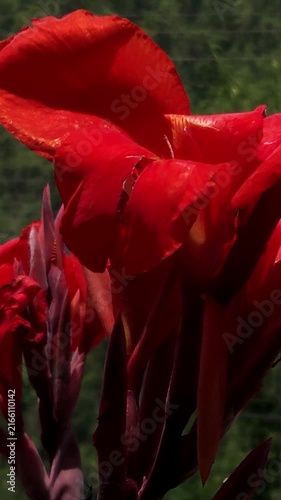 Canna Lily flower