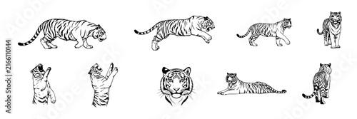 Tiger set with various poses featuring walking, jumping, roaring, and sleeping with detailed stripes and linear style