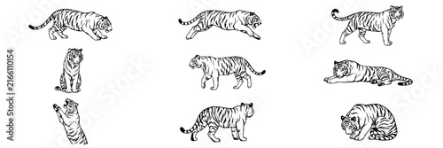 Tiger set with nine illustrations featuring feline, stripes, posture with walking, sitting and lying