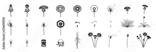 Dandelion set with various stages featuring bud, bloom, seed head, dispersal, fluff with isolated elements and line art
