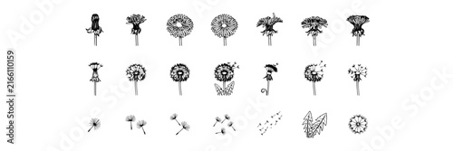 Dandelion set with blooming, seed head, and blown stages featuring bud, flower, seed dispersal, monochrome and line art