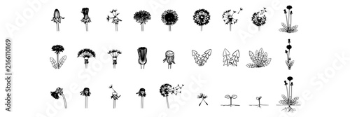 Dandelion set with detailed botanical illustrations featuring bud, flower, seed head, plant, stem with line drawing and monochrome