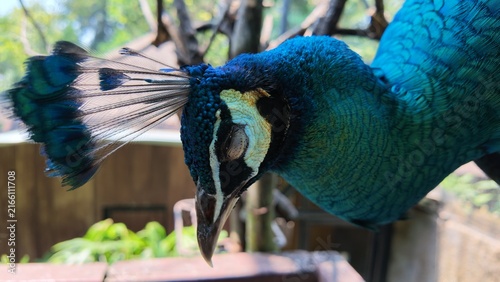 Quadro su tela Vibrant blue peacock resting.