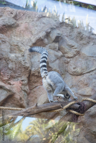 ring tailed lemur