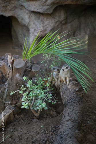 mongooses