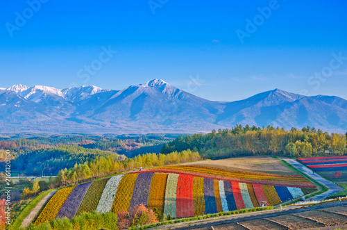Panoramic Flower Gardens Shikisai hill in Biei, Japan.