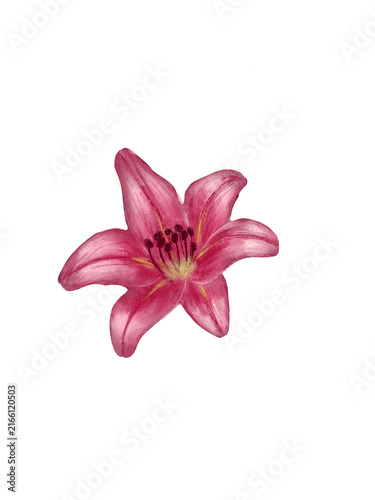 pink lily isolated on transparent background 
Element Lily flower