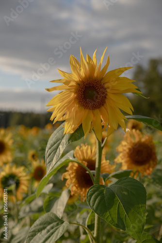 sunflower in the field