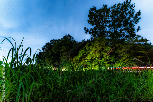 Bild auf Leinwand 夏の夜の草むら
