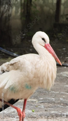 European white stork perching calmly in vertical orientation on a paved ground.