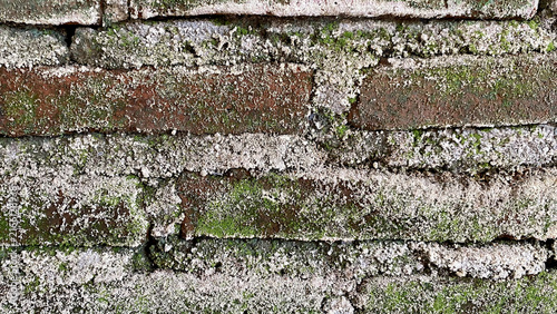 Quadro su tela Close up of damp old brick wall with green moss
