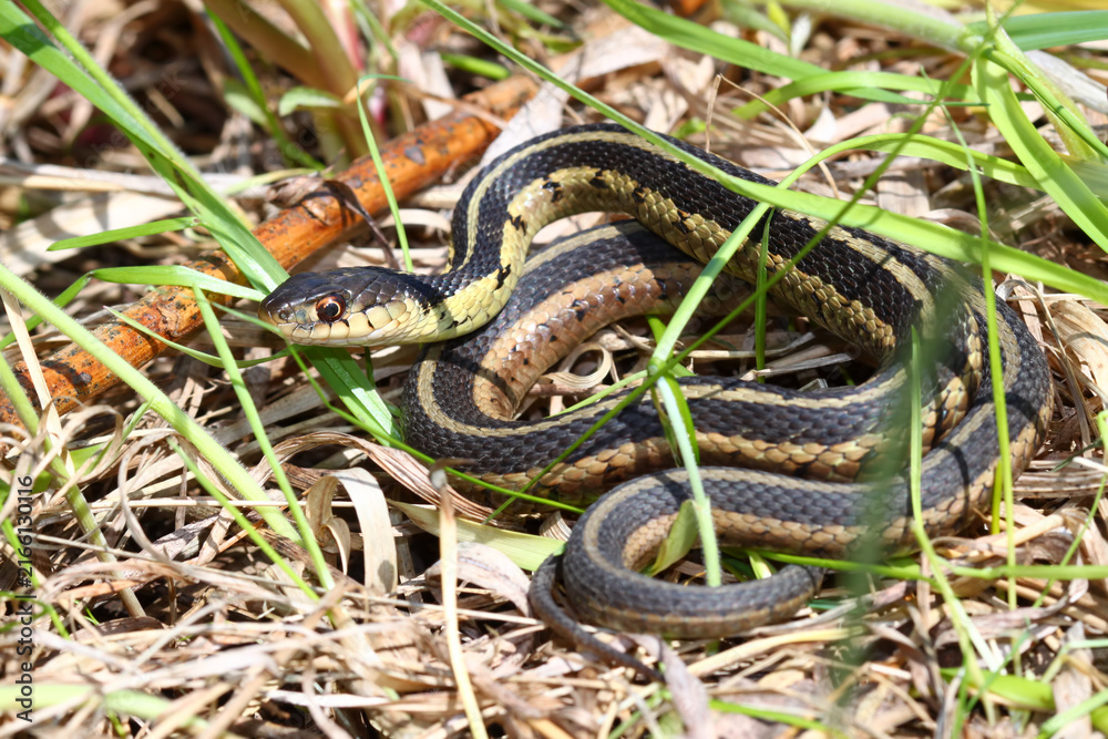 Obraz premium Garter Snake basking in northern Illinois