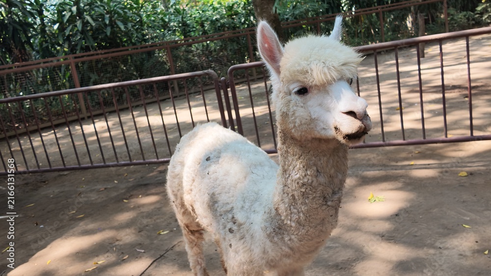 Naklejka premium Cute white alpaca looking.