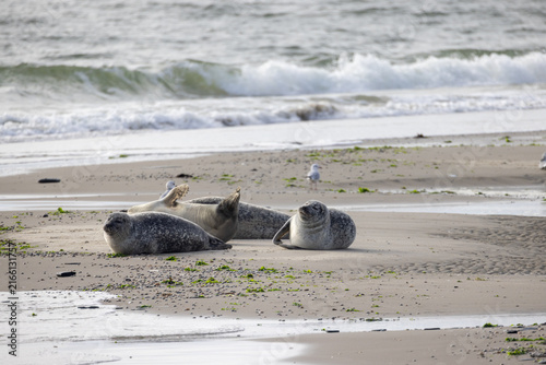 Eierland, De Cocksdorp, Texel, The Netherlands, Oktober 28th, 2024, Seals lounge on a sandy beach, enjoying the coastal environment and gentle waves lapping at the shore