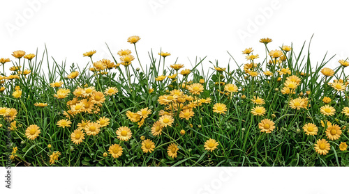 Borda de flores silvestres amarelas vibrantes e grama verde exuberante isoladas em um fundo branco, perfeitas para designs de primavera, cartões de saudação e composições botânicas.