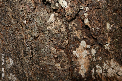 Close-up of rough mango tree bark with deep cracks, rugged texture, and natural weathering, creating an earthy organic background from a tropical tree in rural Java, Indonesia.