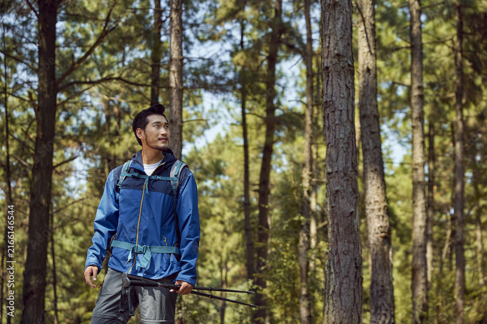 Fototapeta premium Man hiking with trekking poles in a pine forest