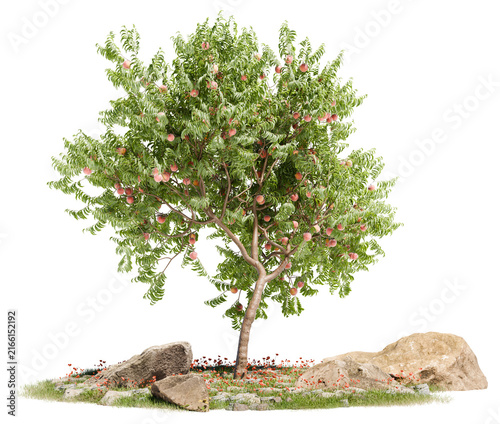 фотографія Mature fruit-laden peach tree rooted amidst boulders and red flower petal strewn
