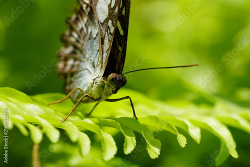 Close Up of a Clipper Butterfly on Green Foliage