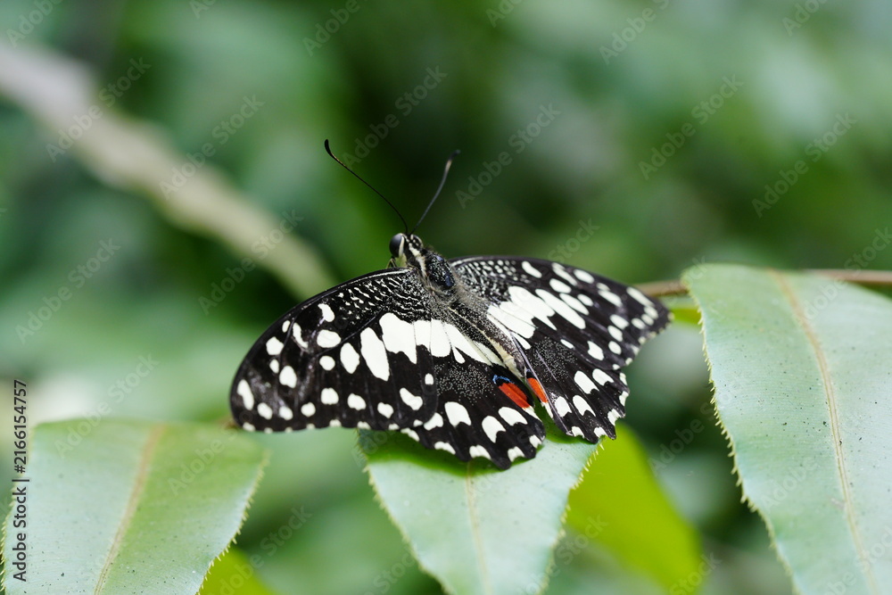 Fototapeta premium Lime Butterfly Papilio demoleus on Leaf Close Up