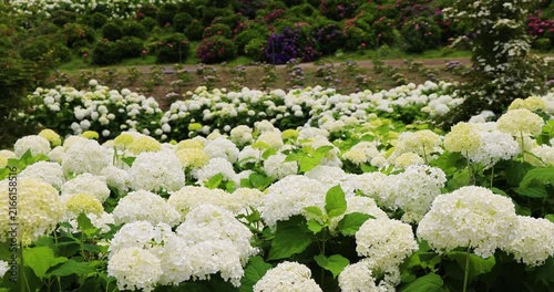 かざはやの里　風に揺れる紫陽花
