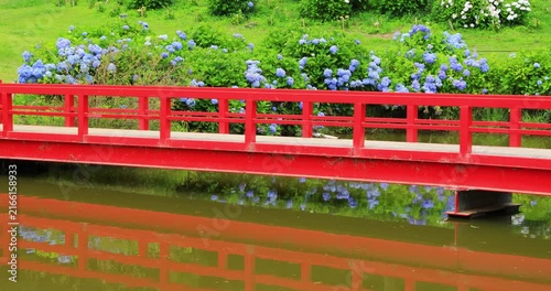 かざはやの里の紫陽花とつどい橋
