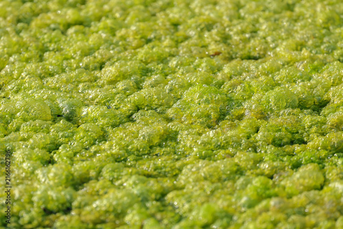 Algae have proliferated and attached themselves to damp surfaces or in puddles.