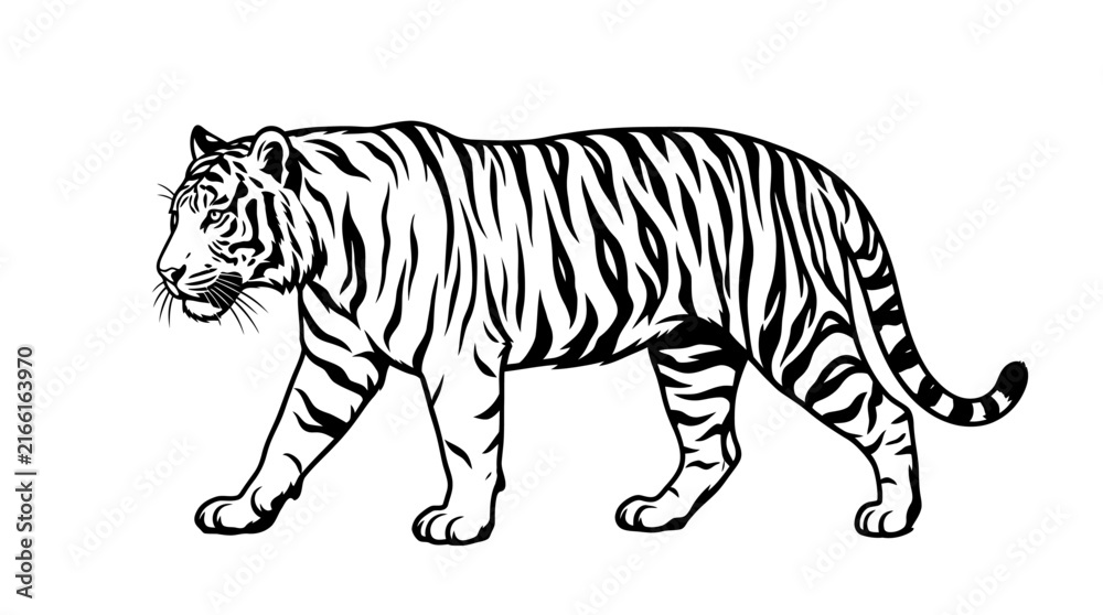 Obraz premium Walking Tiger Outline Vector Illustration