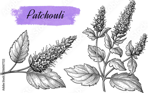 Patchouli plant. Isolated ink sketches of Pogostemon cablin. Aromatic herb used in essential oils, perfumes, and fragrances. Hand-drawn vintage engraving illustration.