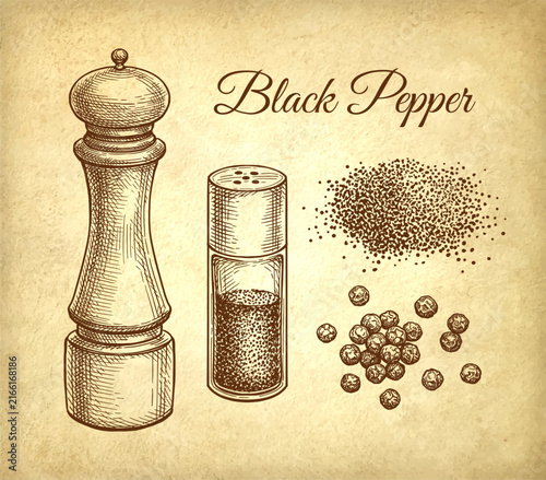 Black peppercorns and ground spice. Spice mill and pepper shaker. Ink sketch on old paper background. Hand-drawn vintage engraving illustration.