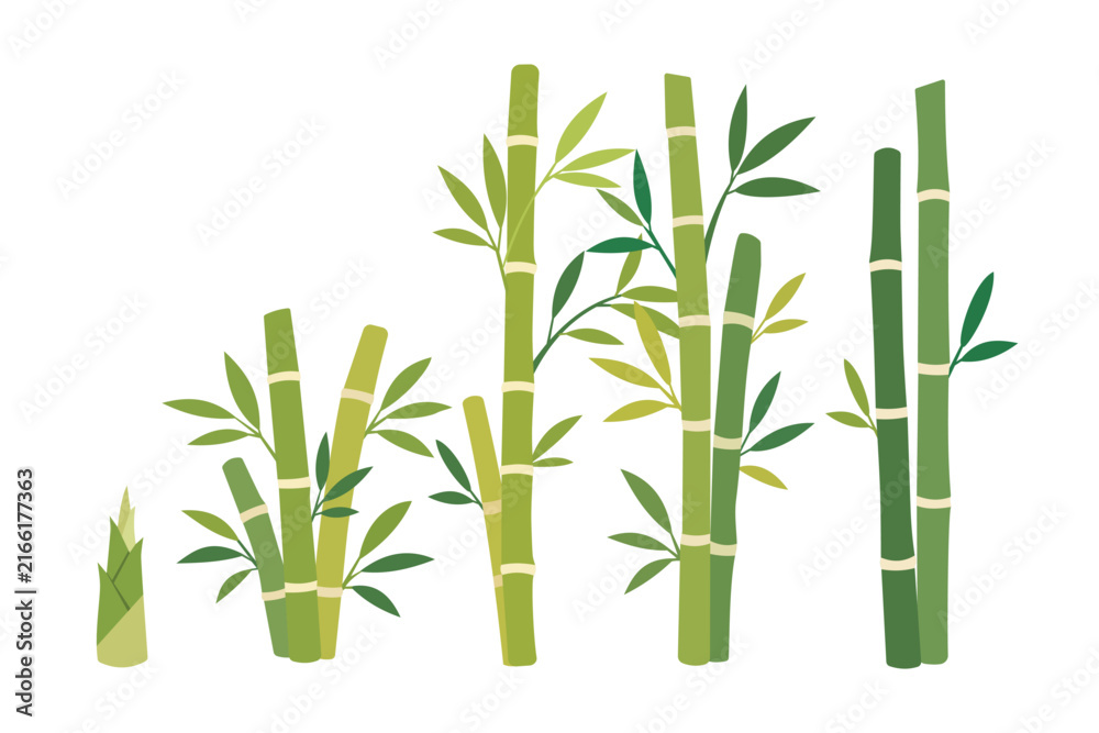 Obraz premium Green Bamboo Stalks and Shoots Set Vector Asian Nature Forest Clipart