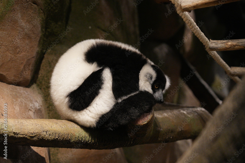 Naklejka premium Sleeping Ruffed Lemur Varecia Variegata in Natural Habitat