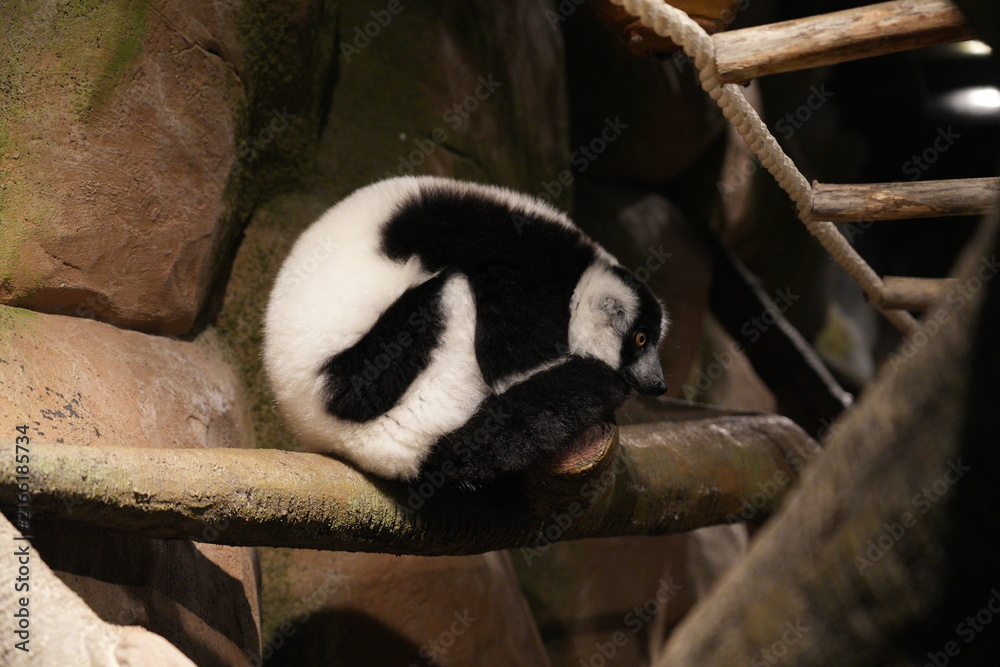 Naklejka premium Black and White Ruffed Lemur Portrait Sitting on Branch