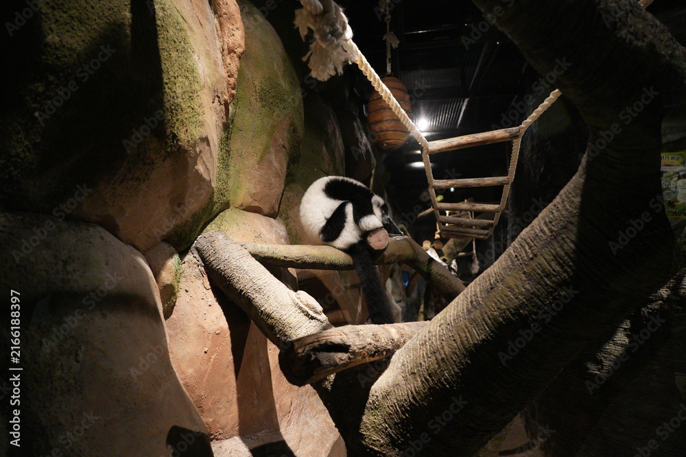Naklejka premium Resting Ruffed Lemur Exotic Animal Conservation Habitat