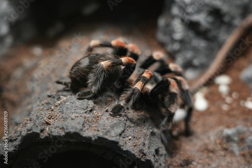 Фотография Mexican Fireleg Tarantula Close Up Shot on Wood