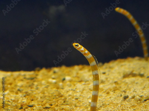 Cuadro en lienzo 水族館で撮ったチンアナゴ