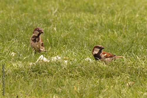 Fotografía Two cute brown sparrows stand in green grass in a park, pecking at small pieces