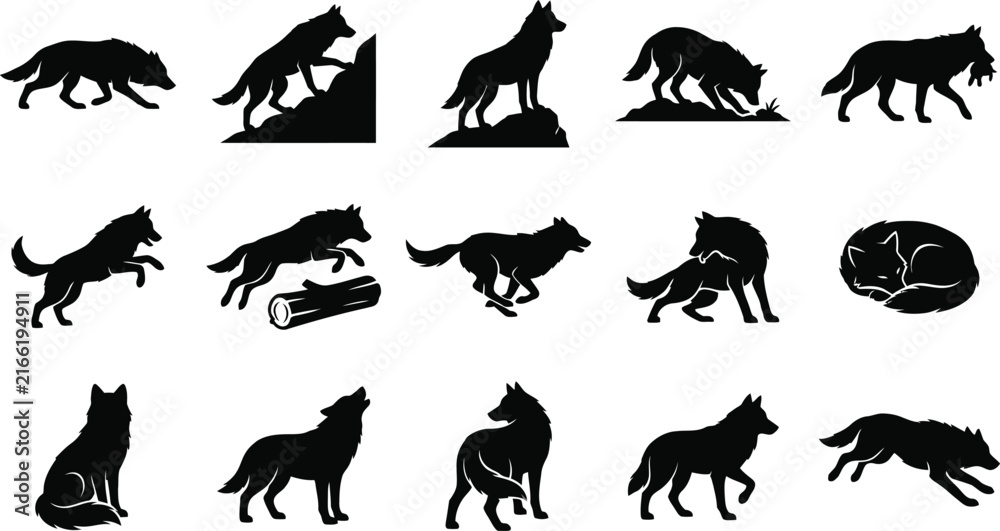 Obraz premium Set of black silhouette wolf poses in different actions and behaviors on white background