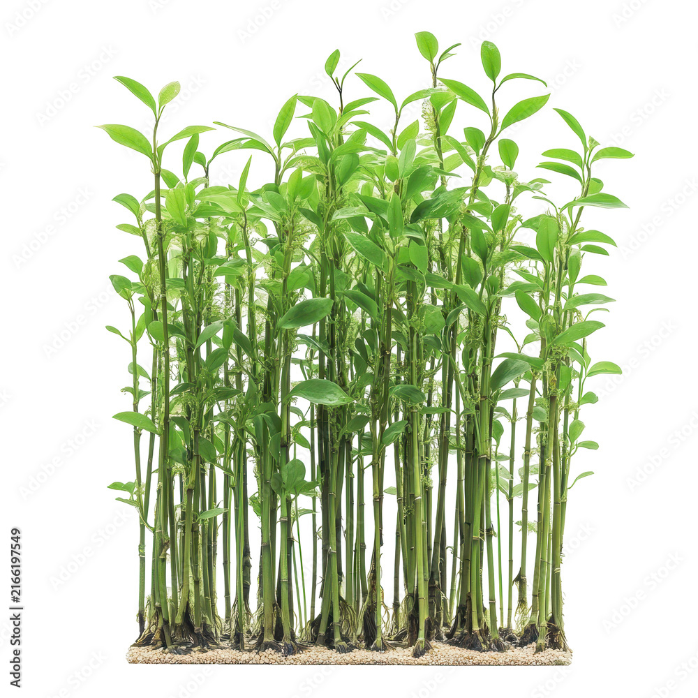 Obraz premium A small container holds a group of vibrant green bamboo plants, isolated on transparent background