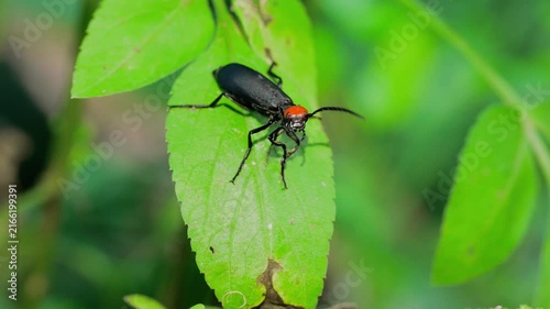 Bean Blister Beetle cleaning on a green leaf