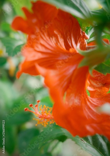 Konstfotografi The pistil, including the anthers and pollen grains of the stamen, are the elong