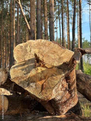 Fotografie Close-up of a freshly cut tree stump with rough, splintered wood texture